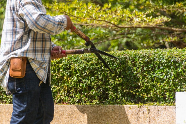 Garden Maintenance Peckham, Nunhead, SE15